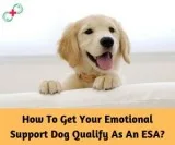 How To Get Your Emotional Support Dog Qualify As An ESA