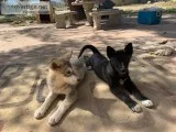 Wolf Hybrid Puppy