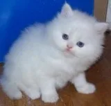 Lovely Persian Kittens