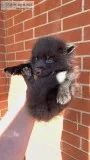 Silver fox kits