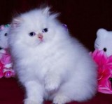 Persian Kittens for Sale