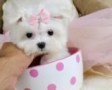 FINANCE A  PUPPY- GOOD CREDIT  NOT  NEEDED