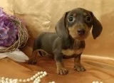 *dachshund puppies for your family 