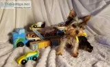 TBP s Peanut a Male Yorkshire Terrier