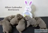 Silver Labrador Retriever Puppies
