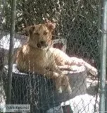 Cur puppy dog.