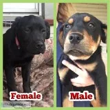 2 Mastifflab pups left