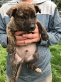 Pitbul  German Shepard puppies