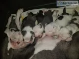 Pure Bred Pitbull Puppies