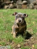 UKC PR BLUE TRI FEMALE American Pit Bull Terrier