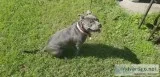 Blue American Bully Female 3 yr old