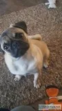Pug Puppy Male