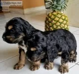 English Cocker Spaniel puppies for sale