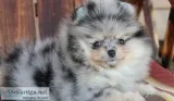 Registered Pomeranian puppies for sale
