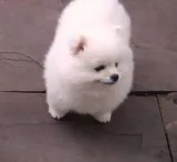 Jim and jina my lovely pomeranian pups