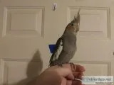 Cockatiel Baby