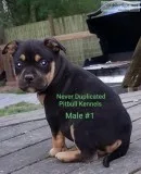 UKC PR American Pit Bull Terrier Pocket Bully