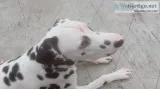 I have 1 year dalmation