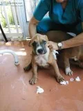 Pitbull Puppies UKC Registered
