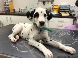 Super Sweet Female Dalmatian puppy Dalmatian you will LOVE her