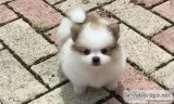 Apple-Head Pomeranian puppies for sale