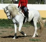Stunning Registered PRE Spanish mare horse