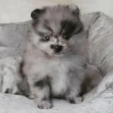 Healthy Pomeranian pup s for sale