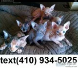 Stunning Hairless sphynx kittens for sale