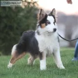 Gyp(Mini Australian ShepherdCollie)