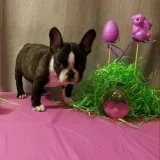 French Bull Dogs puppy