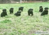 PURE BRED ROTTWEILER PUPPIES