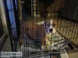 Pitbull Puppies for sale UKC Reg.