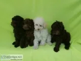 AKC REG D MINI POODLES