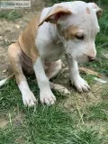 Pitbull Puppies for sale