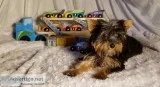 TBP s Axel a Male Yorkshire Terrier