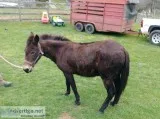 Mule