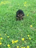 Yorkie 8 weeks Registered