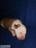 Miniature bullterriers
