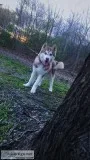 SIBERAIN HUSKY
