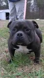 American Bully