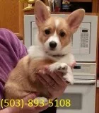 CorGi pups Beautiful 12 week old Ready for new home now