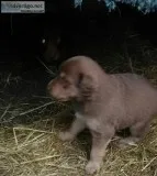 Free three pups
