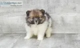 Wonderful Looking Pomeranian pup s for sale