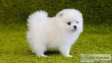 T-Cup Pomeranian puppies for sale