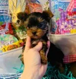 yorkie puppies