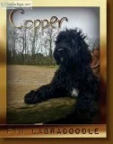 Copper Male F1B Labradoodle