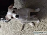 Free beautiful puppy