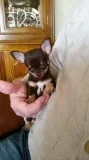CKC APPLE HEAD CHIHUAHUA FEMALE 250