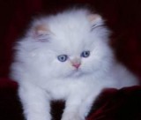 ADORABLE DOLL FACE PERSIAN KITTENS FOR ADOPTION