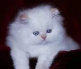 ADORABLE DOLL FACE PERSIAN KITTENS FOR ADOPTION